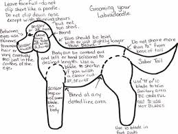 Australian Labradoodles Grooming And Coat Types Over The