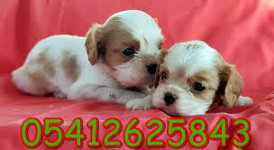 King Charles Fiyatlari Cavalier King Charles King Charles Cavalier
