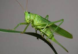 Pin By Adam Dhibi On Grasshoppers In 2020 Grasshopper Animals Of The World Insects