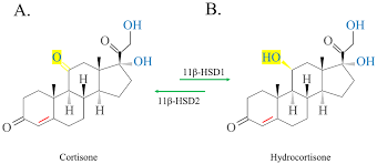 Image result for Cortisone