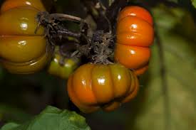 Image result for Solanum aethiopicum