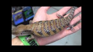 These skinks are mostly originated in australia. Baby Northern Blue Tongue Skinks Youtube