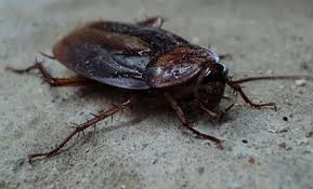 Click on one of the icons to share the company. Pest Control Pittsburg Residential Exterminator Walnut Creek Pest Control
