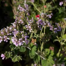 Image result for Pelargonium luridum