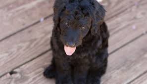 We breed multigenerational australian labradoodles. 6yipd5ihfgslrm