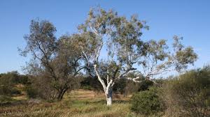 Image result for Eucalyptus camaldulensis