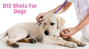 For example, if you forgot to give your pet his/her monthly dose on june 1 st and remember on june 18 th, give the dose on june 18 th and start a new monthly schedule. How Much B12 To Give A Dog Can You Give Human B12