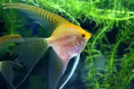 How To Keep Angelfish In 2020 Fish Tank Accessories Aquarium Accessories Aquarium Shop