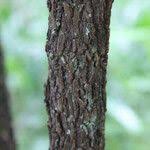 Image result for Psorospermum febrifugum