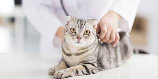 Katzenklos und futter stehen zu nah beieinander. Deine Katze Pinkelt Ins Bett In 3 Schritten Abgewohnen