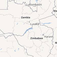 Image result for Afrosciadium rhodesicum