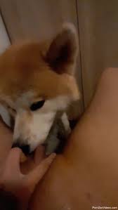 Akita dog licks owners cock when hes masturbating on cam