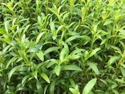 Image result for Sesuvium portulacastrum