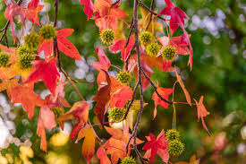 Image result for Liquidambar