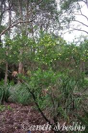 Image result for Lipocarpha atra