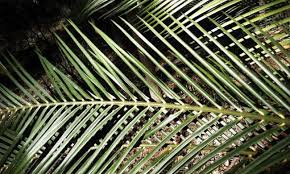 Image result for Zamiaceae