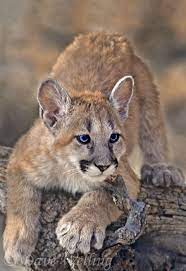 Pin On Big Cats