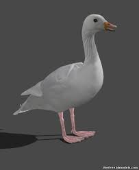 Domestic Goose 3d Model Obj Max Blend