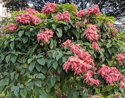 Image result for Mussaenda