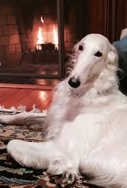 The Most Interesting Borzoi In The World Artistry Borzoi Dog Dogs Beautiful Dogs