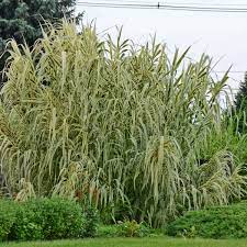 Check spelling or type a new query. Arundo Donax Peppermint Stick Perennial Resource