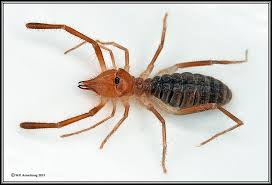Camel spiders are normally passive, and you should do everything possible to keep them that way. Arthropods 2