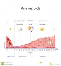 Menstrual Cycle Stock Vector Illustration Of Fertile 97190720
