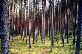 Nieskazitelnie czysto, bardzo smaczne jedzenie, polecam deser jabłuszko, stek oraz dla smakoszy zupę rybną. Bory Tucholskie Mapa Atrakcje Wypoczynek Agroturystyka