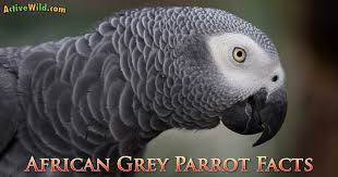 If you are looking to buy a talking parrot, you have taken into consideration that they will keep chattering and chirping for as long as they are alive and in your care. African Grey Parrot Facts For Kids Students Pictures Information Video Discover The Endangered Talking Parrot That Can Learn 100 Words
