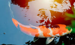 Cari ikan koi yang grade show, f1, atau hanya cari ikan biasa yang buat hiburan di rumah, lengkap banget deh. Jual Ikan Koi Kualitas Juara Harga Ikan Koi Paling Murah Jualkoi Id Ikan Taman Air