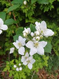 Image result for Rubus runssorensis