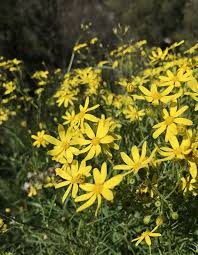 Image result for Senecio subsessilis