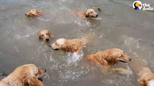 So Many Golden Retrievers Go Swimming Youtube