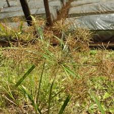 Image result for Cyperus tenuiculmis