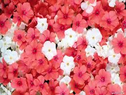 50+ beautiful flower background for your desktop: 47 Free Pretty Flower Wallpaper On Wallpapersafari