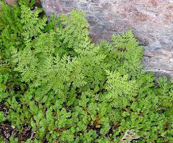 Image result for Chenolea