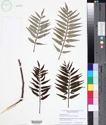 Image result for Erythrophysa