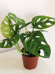 Monkey Mask Swiss Cheese Monstera Adansonii Monkey Mask Growing Plants Indoors Greenhouse Plants