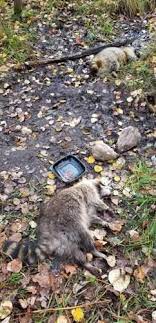 However, a raccoon has to eat a lot of the bait to kill it because of its larger size. Fly Bait And Coke All Products Are Discounted Cheaper Than Retail Price Free Delivery Returns Off 69