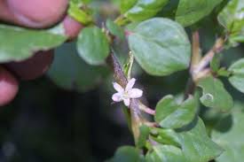 Image result for Trianthema portulacastrum