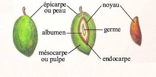 Caracteres Taxonomiques Et Morphologiques De L Olivier Agronomie