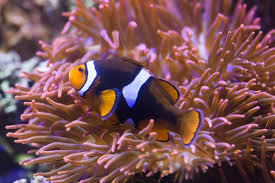 Korallen ausmalbild & malvorlage (tiere). Sea Life Munchen Kribbelbunt