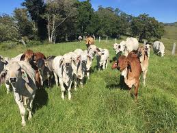 Brahman cattle have a very distinctive appearance with a hump over the shoulders, loose skin under the throat, and large drooping ears; Banarra Brahmans Home Facebook