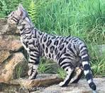 Silver Bengal Cats & Kittens for Sale 🐱 | Wild & Sweet Bengals