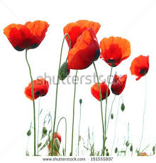 Red Poppies 22679 Download Royalty Free Vector Clipart Eps Recipes Watercolor Poppies Free Vector Clipart Red Poppies