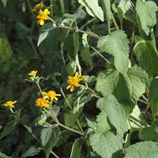 Image result for Lipotriche marlothiana