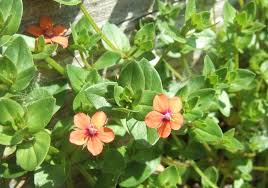 Image result for Lysimachia arvensis