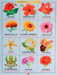 All flowers name in english. Flowers Vegetables With Alphabets English To Bengali Buy Flowers Vegetables With Alphabets English To Bengali By Editorial Team At Low Price In India Flipkart Com