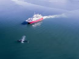 They may not see the vessel as a threat, particularly in areas of heavier boat traffic where they are used to. Blue Whales In Akureyri Review Of Elding Whale Watching Akureyri Akureyri Iceland Tripadvisor