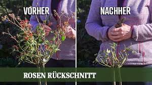 Wann sollte man seine rosen schneiden? Rosen Zuruckschneiden Wie Und Wann Beschneidet Man Strauch Und Stammrosen Richtig Youtube